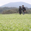 먼나머루 이미지