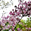 수수꽃다리 이미지