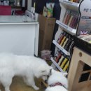 세인트펫