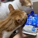 캣러브 | 고양이 건사료추천- 카니러브 트루프레시 캣 고양이 후기