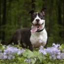 꽃보다 개 이미지