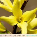 겨울의 침묵을 깨는 노란 함성, 개나리 이미지