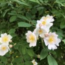 예로체한의원 이미지