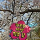 (주)하이랜드푸드 | 가평 벚꽃 명소 발견🌸 에덴벚꽃길 축제 솔직후기 (주차, 꿀팁까지!)