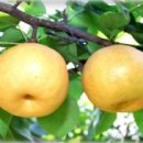 친환경농장 이미지