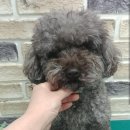 클라우드 펫 호텔 이미지