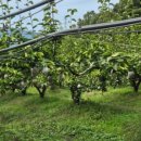 금실농장 이미지