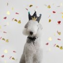 릴리리독 이미지