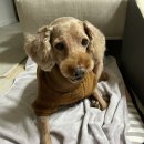 도그스타 금곡점 이미지