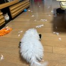 일상 가득한 2주 모음 스토리/아기강아지 훈련/새로운 알바/결혼준비 시작?!