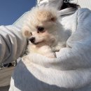 형제자원 | [부산동물보호센터] 유기견봉사후기 2026.2 ①