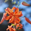 우아카센타 이미지