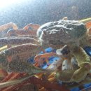 금강산횟집 이미지