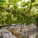 꿈꾸는 농장 이미지