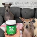 강아지 나라 | 강아지 분리불안 훈련 중이라면? [본아페티 릴렉스바이트 영양제] 실제 급여 후기