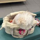 바른걸음 외과 동물병원 이미지