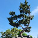 상동1교 | 시와 오름과 호반이 있는 물메 밭담길