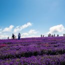 별과풍차 이미지