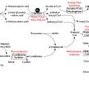 Re:Re: Branched-Chain Amino Acids (Leucine, Isoleucine, and Valine) and Skeletal Muscle 이미지