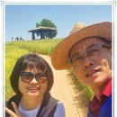 2026년5월10일 고창 청보리밭 &amp; 정읍 허브원 카페 (보라색 유체꽃) 이미지