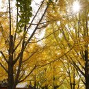 장현1리 | 가족나들이 청라은행마을축제 충남 보령시에서 황금빛 가을 즐겨요