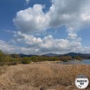 남양농장 | [남양주] 물의정원 벚꽃 개화정도 및 봄나들이 후기