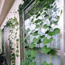 여주-0705 이미지