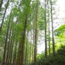 장태산휴양림 이미지