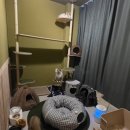 냥클래스 이미지