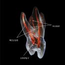 영남덴탈 | Endo-Wiz 신경치료의 신세계를 열다