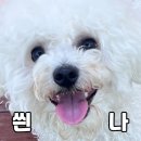 사라스시 | 갓성비 스시 ‘아루히 나나’ 런치 후기 / 줄전갱이 스시사라 / 런치 스시 / 내돈내산 / 워크인 후기