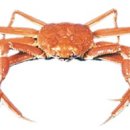 영덕대게생각 이미지