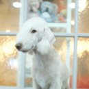 달이네애견미용실 이미지