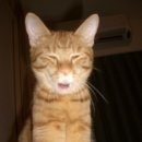 카리스마 이미지