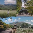 별뚜루 | 통도사 메밀밭 메밀꽃 위치와 주차장 실시간 후기