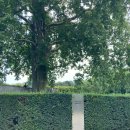 미로정원 | 비엔나 시티 패스 사용지, 쇤부른 미로 정원(Maze &amp; Labyrinth)