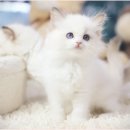 아담스펫 강아지분양 고양이분양 강남점 이미지
