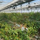 예송 농장 이미지