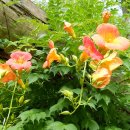 물레방아집 이미지