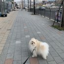 반짝일개 | 광주 북구 각화동 애견미용 반짝일개 알로페시아 포메