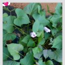 신우정유치원 이미지