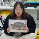 🐢 몰펀-거북이 만들기 🐢 이미지