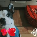 펫클럽 연희점 | 펫클럽 연희점 망고간식후기) "자연밥상 어포사시미" 강아지 수제간식 이랍니다!