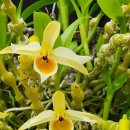 Dendrobium aphrodite 아프로디테 이미지