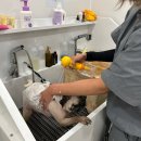 멍뭉이 쌀롱 이미지