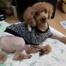 멍멍회관 이미지