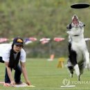 플라잉독 이미지