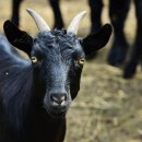 산지흑염소 이미지