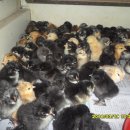 태웅농장 이미지