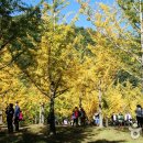 은행나무숲 입구 이미지